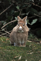 freilaufendes bildhübsches Kaninchen im Garten