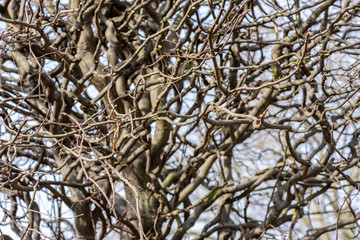 Twisty branches of a tree after pruning