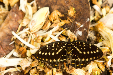 flower of a banana palm tree
