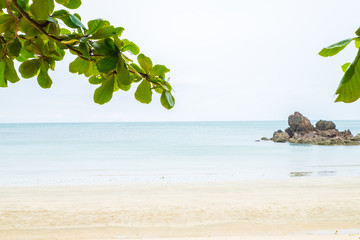 Fototapeta na wymiar Tree in foreground with sand beach at sea coast side,Summer landscape scene