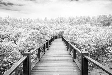 Naklejka premium Black and white tone of Wood boardwalk between Mangrove forest and blue sky ,Study natural trails