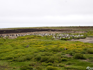 nesting colonies of Gentoo penguin, Pygoscelis Papua, Sea Lion Island, Falkland / Malvinas