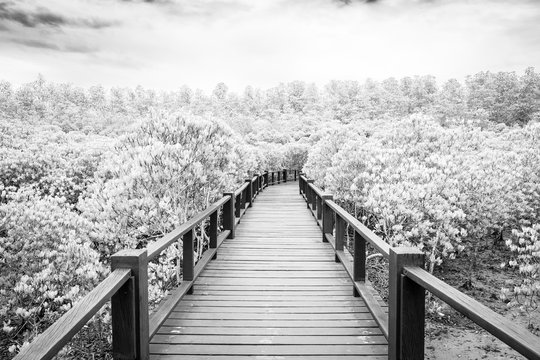 Fototapeta Black and white tone of Wood boardwalk between Mangrove forest and blue sky ,Study natural trails