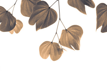 Vintage Leaves