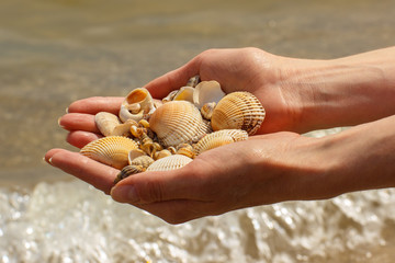 Seashells in hand of woman at the beach by the sea