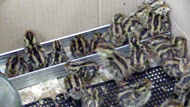 Two-day baby birds of the Japanese quail