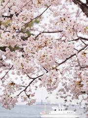 桜 花見