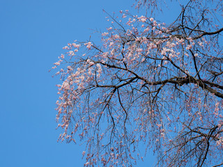 Cherry blossoms in Japan
