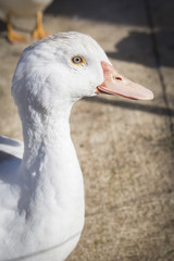 Domestic duck, domestic white ducks, naturally fed ducks