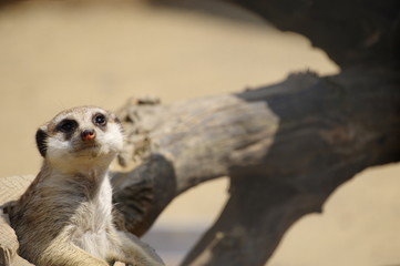 ひょっこり顔出すミーアキャット