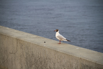 Seagull walking on the parapet