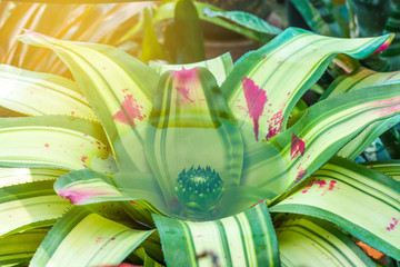 Flower of Bromeliad or Urn Plant in water