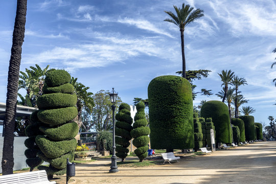 Botanical space with exotic plants of several countries of the world, Genovese garden green park plants in Cadiz, Andalusia, Spain