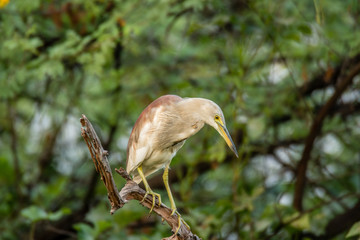 Heron perched on a tree