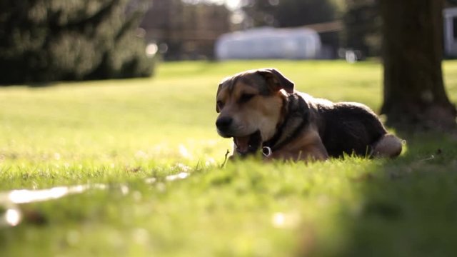A beagle puppy lays in backyard and chews on a twig in grass