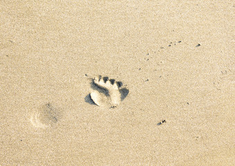 砂浜の足跡