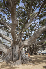 Giant Rubber Tree 