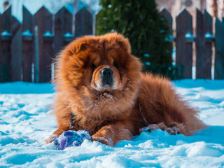 Red chow chow dog in the garden, winter and white snow.