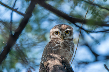 Eyes of spotted Owl 