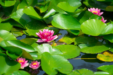Water Lily Flowers,in Showa Memorial Park,Tokyo,Japan