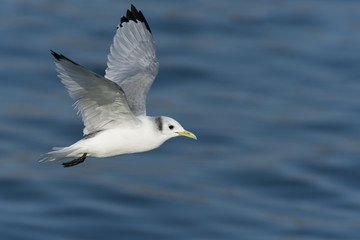 ミツユビカモメ(Black-legged kittiwake)