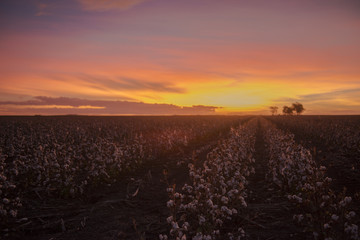 Fields on cotton ready for harvesting in Oakey, Queensland