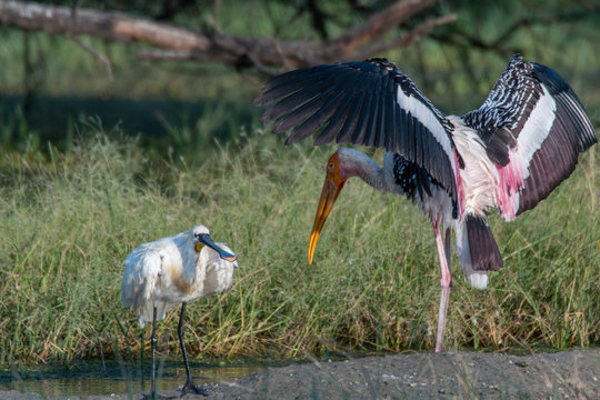 Painted Stork intemidating a Spoon billed 