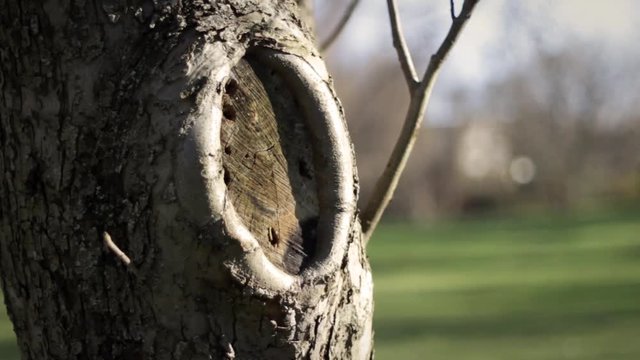 Close up of an old sawed off tree stump branch on dead apple tree