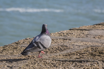 Pigeon walking near the beach of La Caleta in Cadiz, Spain
