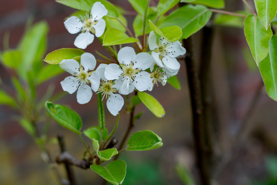 White flowers of the pear tree blossoms on a spring day