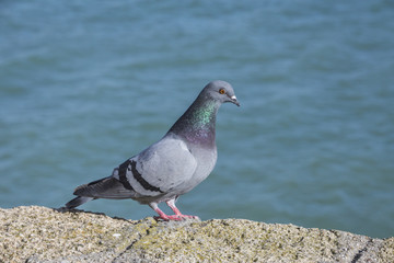 Pigeon walking near the beach of La Caleta in Cadiz, Spain