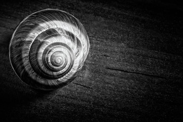 Single snail shell,escargot de Bourgogne, on a wooden table
