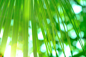 green sugar palm leaf.  Selective and soft focus