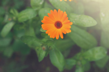 Beautiful orange calendula flower background