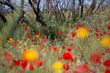 Red poppies in the wild field on spring. Background with the poppy flowers.