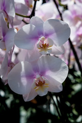 Obraz na płótnie Canvas Farland orchid