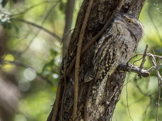 Tawny Frogmouth Looking Up