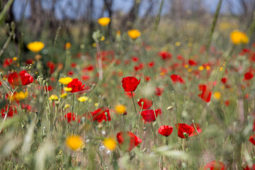 Red poppies in the wild field on spring. Background with the poppy flowers.