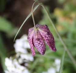 Schachbrettblume blüht