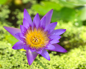 Fototapeta premium flower purple lotus in the pond close-up