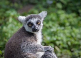 Ring-Tailed Lemur
