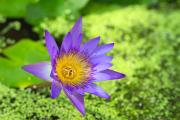 Fototapeta premium flower purple lotus in the pond close-up