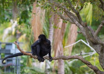 Spider Monkey In Tree