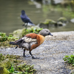 Beautiful portrait of South African Shelduck bird Tadorna Cana on water in Spring