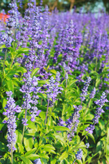 Fototapeta premium Lavender flowers blooming in the garden.