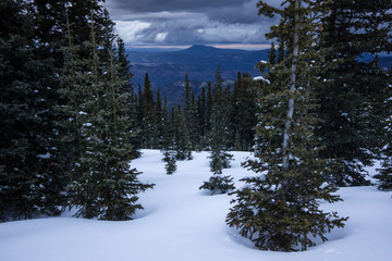 Pine Trees in Colorado