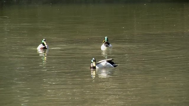 Enten in einem Fluß beim Schwimmen und "Gründeln"