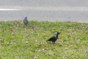 Jackdaw on grass.