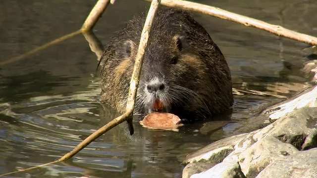 Ein Sumpfbiber nagt am Ufer eines Flusses an einem harten Brotst&uuml;ck (Nahaufnahme)