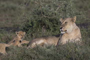 Lion